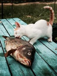 Bite Off More Than You Can Chew Gif Ever Bite Off More Than You Can Chew This Is The Cutest Version Of That Funny Animals Cats And Kittens Cute Cats