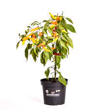 A delightful early, large fruiting chilli with an almost citrus flavour. Hungarian Wax Bio Chilipflanze Online Kaufen Pepperworld Hot Shop