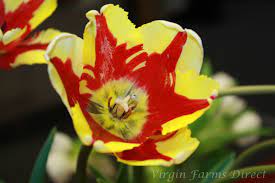 French Flaming Parrot Tulip Something This Lovely Is Only Available Once A Year Flower Farm Flowers Parrot Tulips