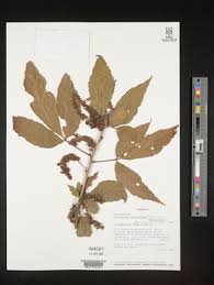 Image result for Allophylus fulvotomentosus