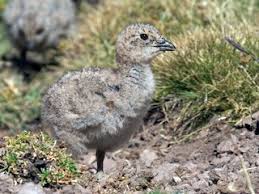 Image result for Sartidia angolensis