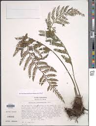 Image result for Asplenium loxoscaphoides