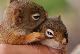 It's squirrel appreciation day and what better way to show how much we love this adorably furry rodent than to show you why you should love them too? Squirrel Information And Pictures Take A Quick Break Visit Our Website For More Information And Pictures Baby Squirrel Baby Animals Cute Baby Animals