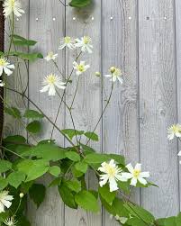 Image result for Clematis brachiata