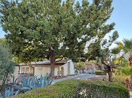 Image result for Afrocarpus falcatus