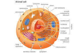 We did not find results for: Wkhs Microfilament On Twitter Chloroplasts Only Play A Role In Plant Cells Why Vote For A Candidate That Does Not Represent The Animal Cells Too Avoidchloroplasts Https T Co H7jtvrpuqr