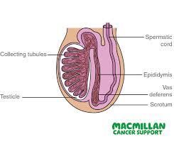 It's a rare form of cancer, but it still occurs in some males. Macmillan In The North West April Is Testicular Cancer Awareness Month Each Year In The Uk Around 2 300 Men Are Diagnosed With Testicular Cancer The Most Common Symptom Is A Lump
