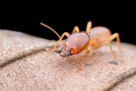 After the initial service is complete, we will return to your home every quarter to reapply the outside barrier. A To Z Pest Termite Control
