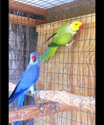 Birds That Cannot Fly In India Pin On Birds