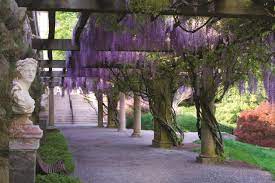 The flowers are followed by green compound foliage on the twining stems. How To Plant Grow And Care For Wisteria Vine Hgtv