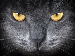 ‪How cats see | zooplus Magazine‬‏