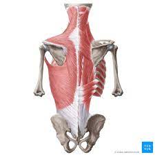 Neck muscles (back of neck) muscles. Back Muscles Anatomy And Functions Kenhub