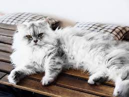 He is high maintenance and he has some health issues, but for many his looks and personality overcome those drawbacks. A Beginner S Guide When Getting A Persian Kitten Uk Pets