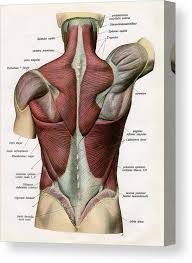 The large opaque muscle across the upper back is the trapezius. Muscles Of The Human Back Canvas Print Canvas Art By Graphicaartis