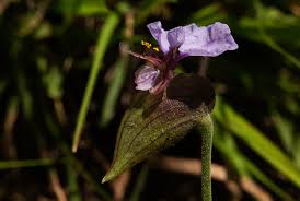 Image result for Commelina schweinfurthii
