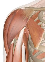 Some fibers arise from tendinous laminæ which intersect the muscle and are attached to ridges on the bone; Muscles Of The Shoulder Anatomy Pictures And Information