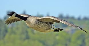 His neck will be longer and thicker than the female. Goose Wiktionary