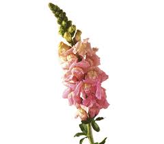 Snapdragon Antirrhinum Flower Meaning Symbolism Teleflora
