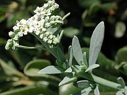 Image result for Heliotropium zeylanicum