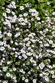 Maybe you would like to learn more about one of these? Is Baby S Breath Poisonous To Cats And Dogs