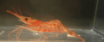 Image result for Pandiaka ramulosa