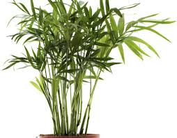 Superb Bamboo Plants Ikea Exclusive On Interioropedia Com Plants Bamboo Plants Air Cleaning Plants