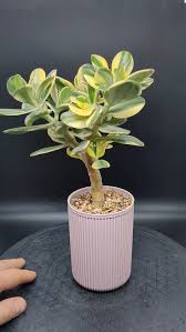 Image result for Crassula alba