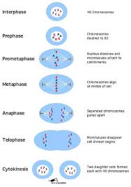 Diagram Of All The Stages Taking Place During Mitosis Mitosis Biology Lessons Teaching Biology
