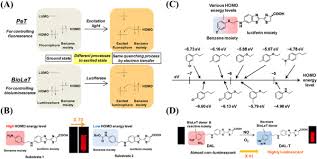 Reactive oxygen species have a role in a number of cellular processes. Small Molecule Based Bioluminescence And Chemiluminescence Probes For Sensing And Imaging Of Reactive Species Sciencedirect