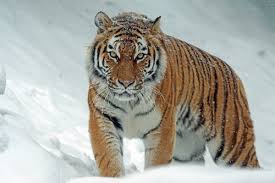1000 Engaging Wildlife Photography Photos Pexels Free Stock Photos If you're looking for the best wildlife wallpaper then wallpapertag is the place to be. wildlife photography photos pexels