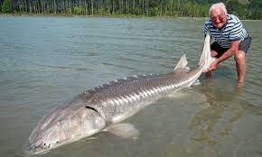 We guarantee fish on all trips! Giant Sturgeon Fish Is A Catch Of A Lifetime For 78 Year Old Shropshire Fisherman Daily Mail Online