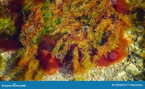 Image result for Grona barbata