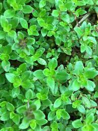 However, there are some particularly weedy species to keep an eye out for. Ask A Question Forum Weed Or Ground Cover In My Lawn Garden Org