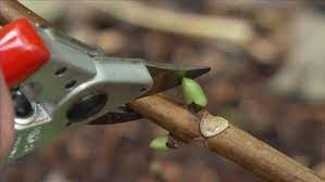 Pruning Hydrangeas Fact Sheets Gardening Australia Gardening Australia