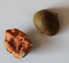 Image result for Pentadiplandra brazzeana