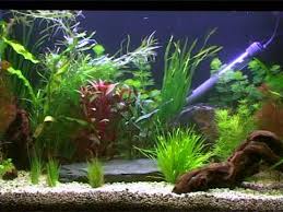 How do you start a fish aquarium? Step By Step How To Set Up An Fish Tank Aquarium Planted Tanks Part 2 Youtube