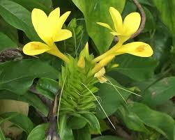 Image result for Barleria mackenii