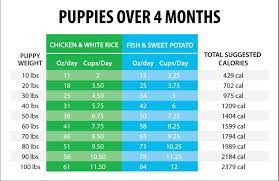 How much should i feed a puppy. How Much Should I Feed My Puppy Vet Approved Puppy Feeding Guide