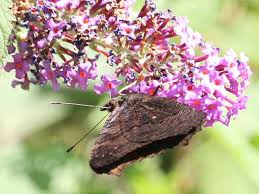 Maybe you would like to learn more about one of these? Buddleia Butterfly Bush