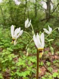 The vibrant colors and intoxicating smell of all the new plants, trees and flowers are really what makes spring so amazing. Photos And Names Of Local Wisconsin Wildflowers
