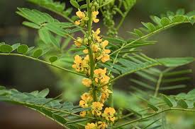 Image result for Senna floribunda