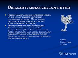 Un experiment despre comportamentul randunelelor. Clasa PÄƒsÄƒrilor Nota 7 Prezentare De Biologie Pe Tema Clasa PÄƒsÄƒrilor Clasa 7 Cea Mai Mare PasÄƒre