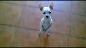 Chihuahua Bailando A Dos Patas Tokyvideo