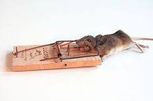 Once when i was a kid, my dad used a glue trap to catch a mouse in our basement. Mousetrap Wikipedia
