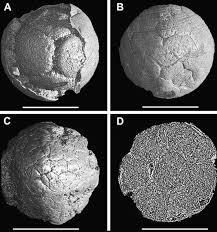 Yet the trees were not designed for easy assimilation into language. Evolutionary Scenario Of The Early History Of The Animal Kingdom Evidence From Precambrian Ediacaran Weng An And Early Cambrian Maotianshan Biotas China Springerlink