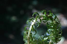 Image result for Tricalysia jasminiflora