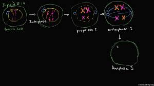 Chromosomes then duplicate to produce sister chromatids (or homologous dyads). Phases Of Meiosis I Video Meiosis Khan Academy