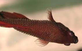 Complete Guide To Betta Fish Diseases And Treatment With Pictures Fish Care