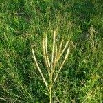 Image result for Digitaria eriantha