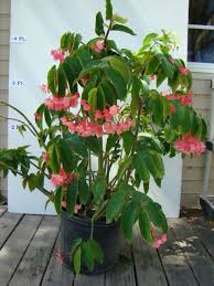 Monstera deliciosa is a beautiful climber that loves humidity and bright light. Buy Begonia Angel Wing Pink With Green Leaf Angel Wing Begonia Free Shipping Over 100 In 2021 Begonia Angel Plant Planting Flowers